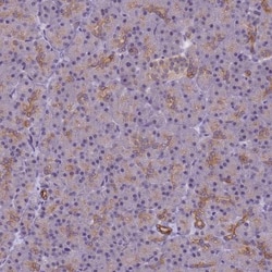 VWA3A Antibody, Novus Biologicals 25 &mu;L | Buy Online | Novus Biologicals | Fisher Scientific